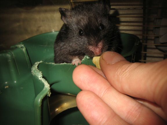 Sniff, Sniff, Grab and Go; by Lucy