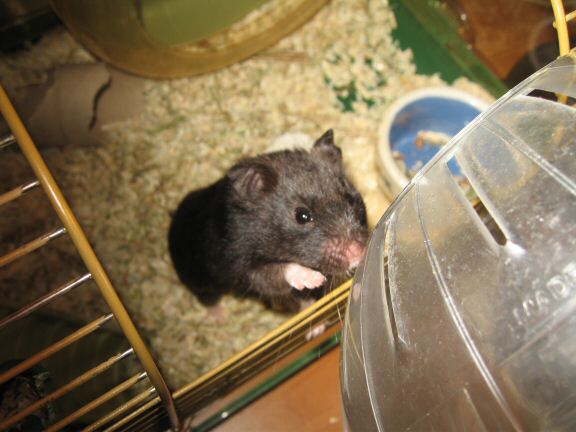 Bedroom Clean for Lucy.