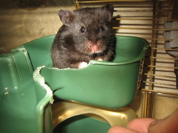 Bedroom Clean for Lucy ( part II ).