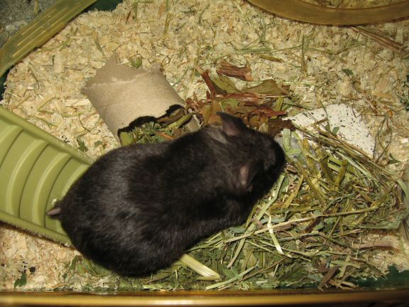 Bedroom Clean for Lucy ( part II ).