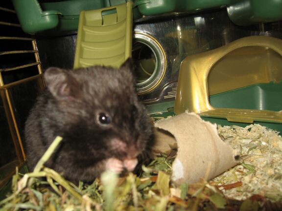 Bedroom Clean for Lucy ( part II ).