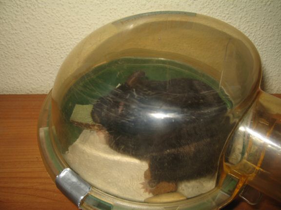 Bedroom Clean for Lucy ( part II ).