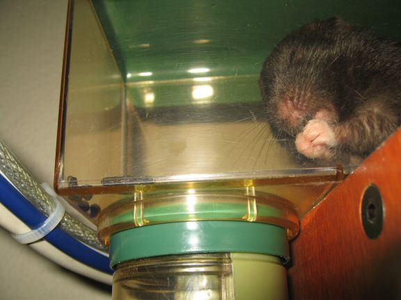 Thanks-for-Giving with my hamster Lucy.