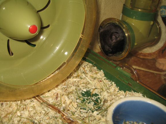 Thanks-for-Giving with my hamster Lucy.