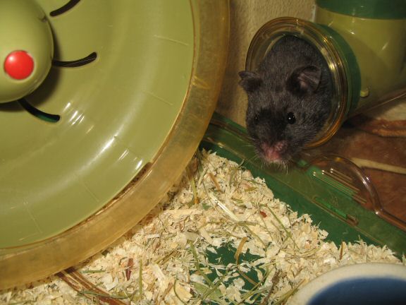 Thanks-for-Giving with my hamster Lucy.