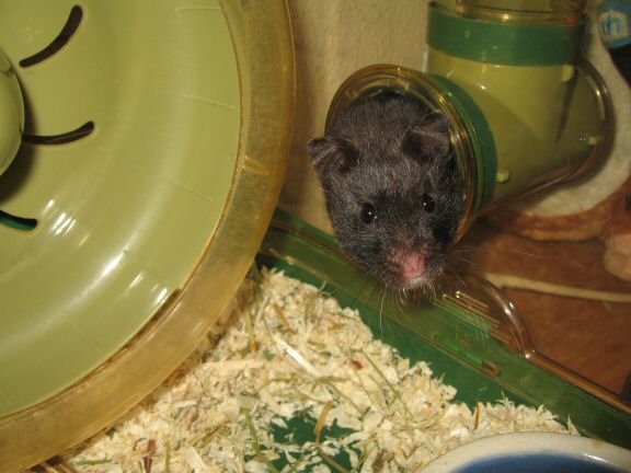 Thanks-for-Giving with my hamster Lucy.