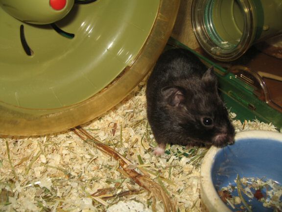 Thanks-for-Giving with my hamster Lucy.