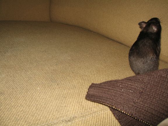 Bonding with my hamster Lucy.