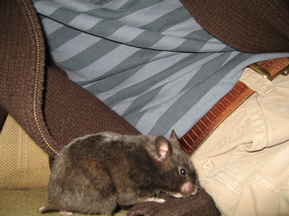 Bonding with my hamster Lucy.