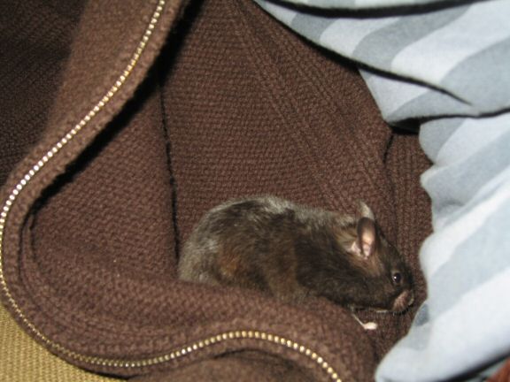 Bonding with my hamster Lucy.