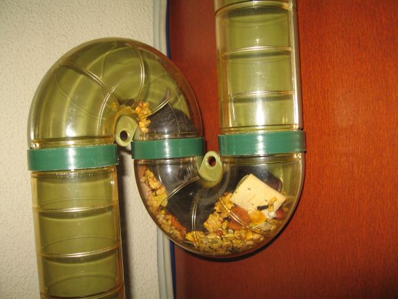 Forth and Back with my hamster Lucy.