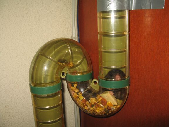 Forth and Back with my hamster Lucy.