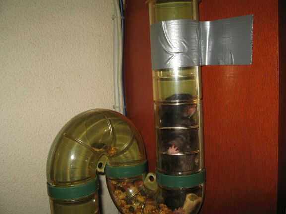 Forth and Back with my hamster Lucy.