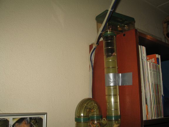 Forth and Back with my hamster Lucy.