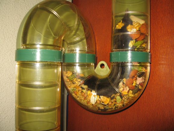 Forth and Back with my hamster Lucy.