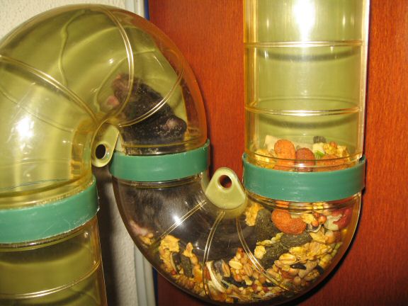 Forth and Back with my hamster Lucy.