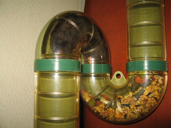 Forth and Back with my hamster Lucy.