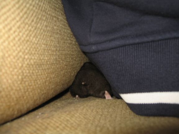 Geekin' & Freakin' with my hamster Lucy.