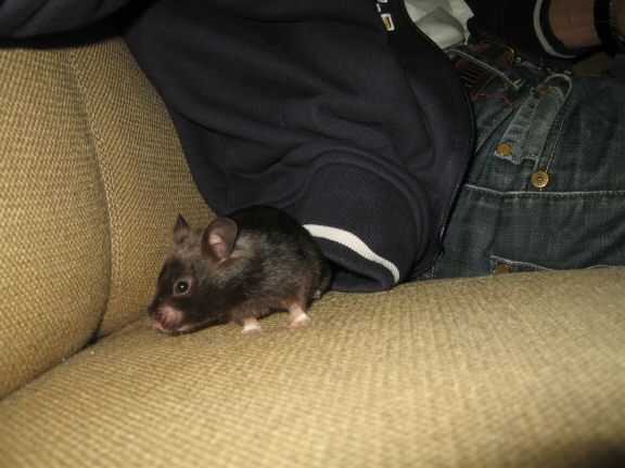 Geekin' & Freakin' with my hamster Lucy.