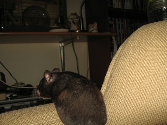 Geekin' & Freakin' with my hamster Lucy.