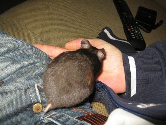 Geekin' & Freakin' with my hamster Lucy.