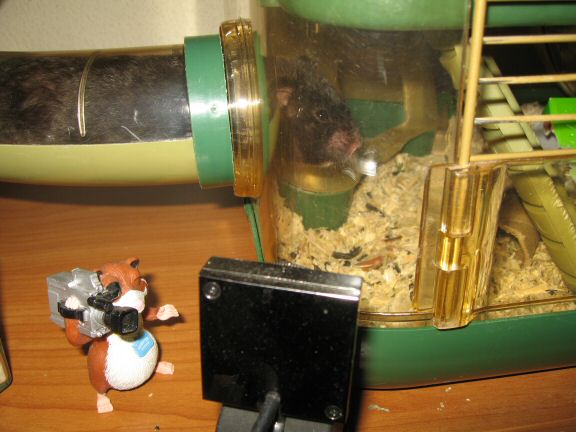 Windows 7 - Webcam outage ... and my hamster Lucy.