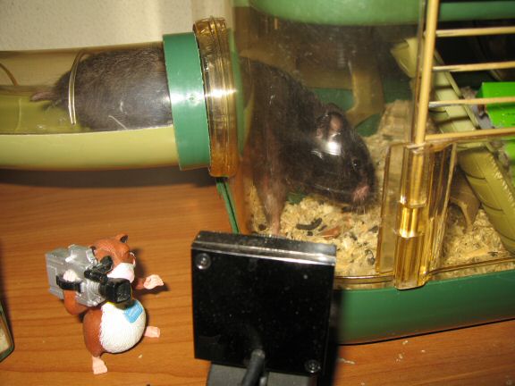 Windows 7 - Webcam outage ... and my hamster Lucy.