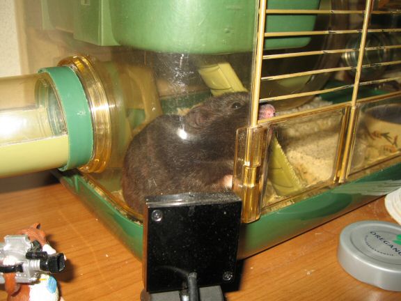 Windows 7 - Webcam outage ... and my hamster Lucy.