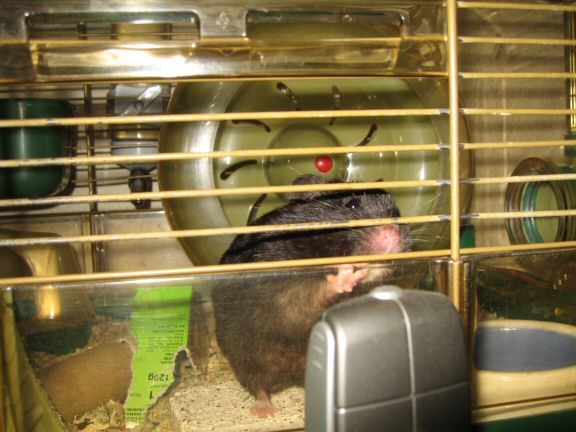 Windows 7 - Webcam outage ... and my hamster Lucy.