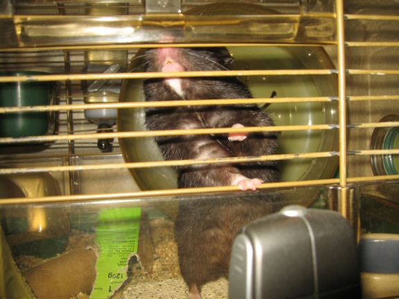 Windows 7 - Webcam outage ... and my hamster Lucy.