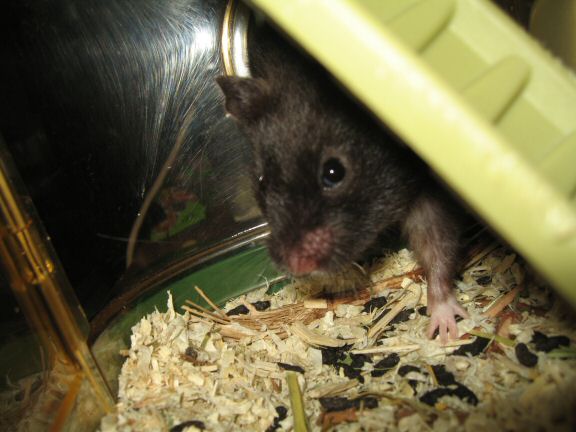 Catching up ... with my hamster Lucy.