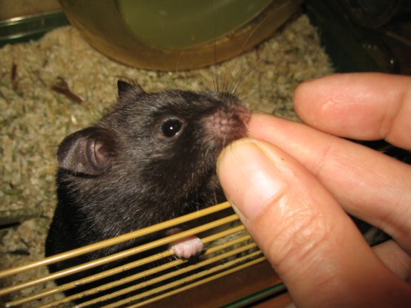 Catching up ... with my hamster Lucy.