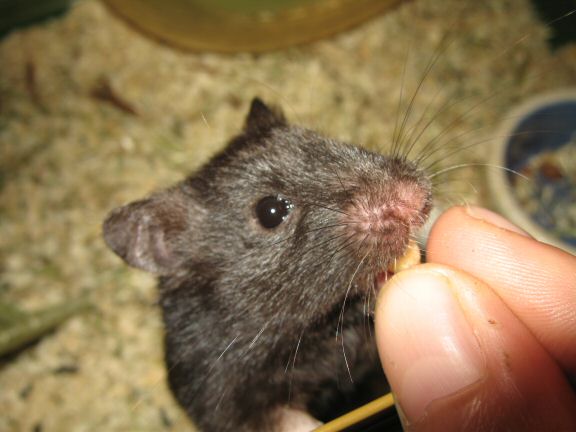 Catching up ... with my hamster Lucy.