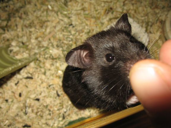 Catching up ... with my hamster Lucy.