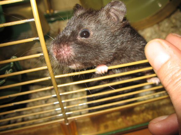 Catching up ... with my hamster Lucy.