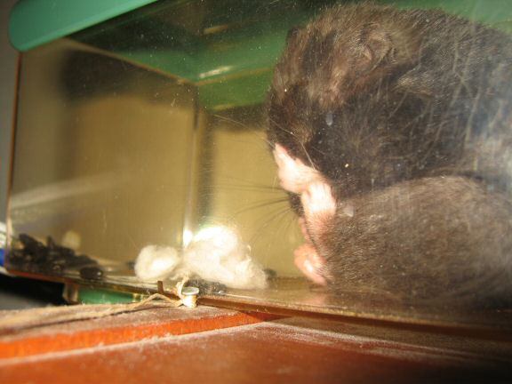 Washing up ... with my hamster Lucy.