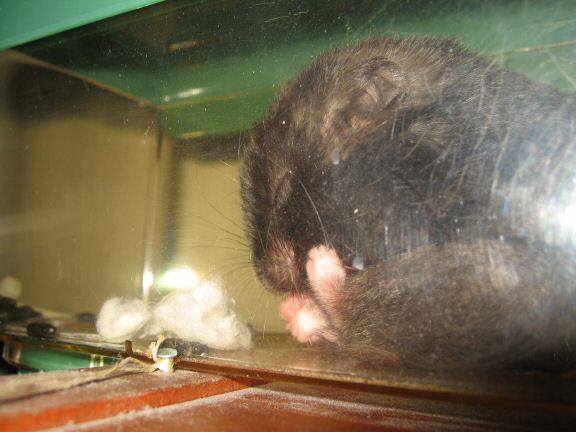 Washing up ... with my hamster Lucy.