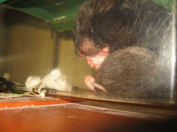 Washing up ... with my hamster Lucy.