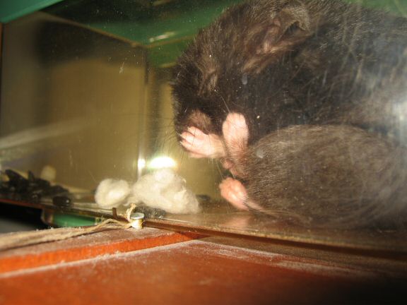 Washing up ... with my hamster Lucy.