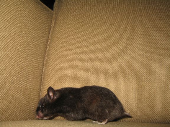 My hamster Lucy on the couch... searching ...