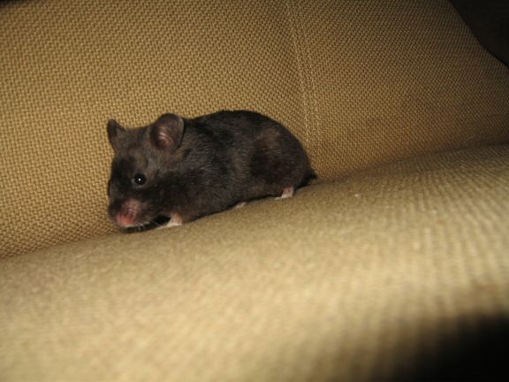 My hamster Lucy on the couch... searching ...