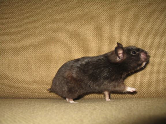My hamster Lucy on the couch... searching ...