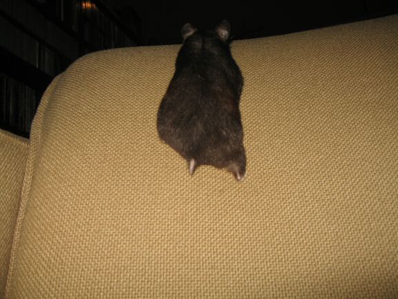 My hamster Lucy on the couch... searching ...
