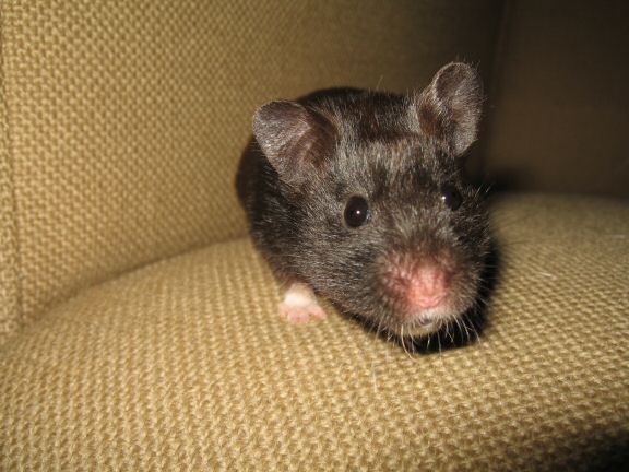My hamster Lucy on the couch... searching ...