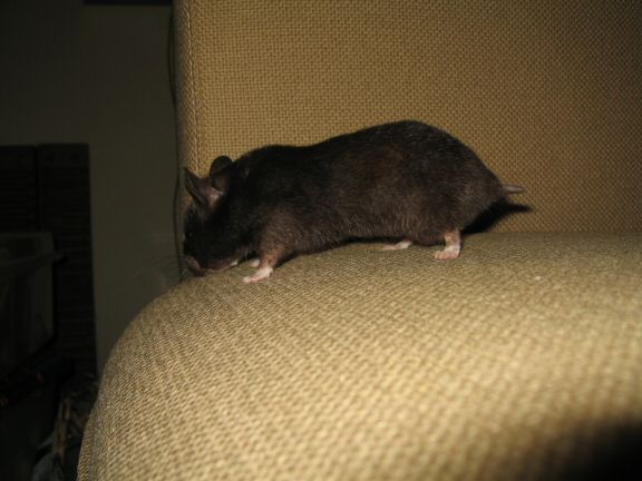 My hamster Lucy on the couch... searching ...
