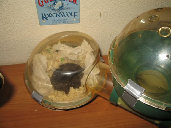 My hamster Lucy on the couch... searching ...