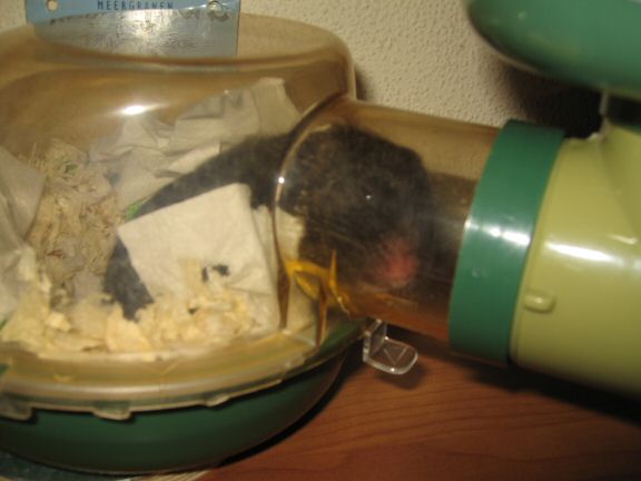 My hamster Lucy on the couch... searching ...