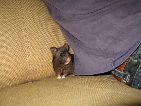 Enjoying X-mas with my hamster Lucy on the couch...