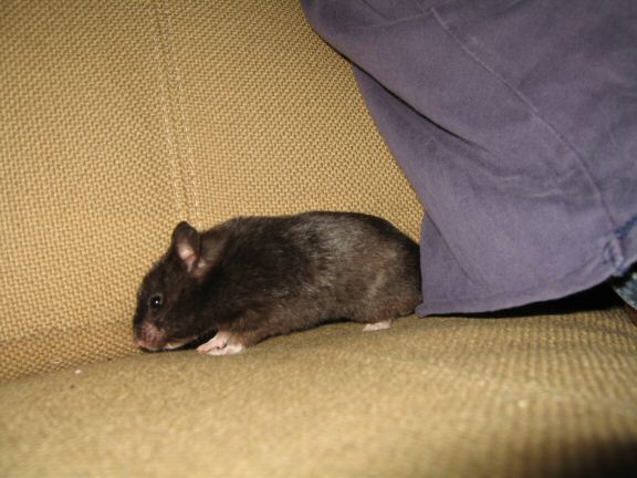 Enjoying X-mas with my hamster Lucy on the couch...