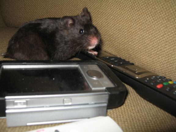 Enjoying X-mas with my hamster Lucy on the couch...